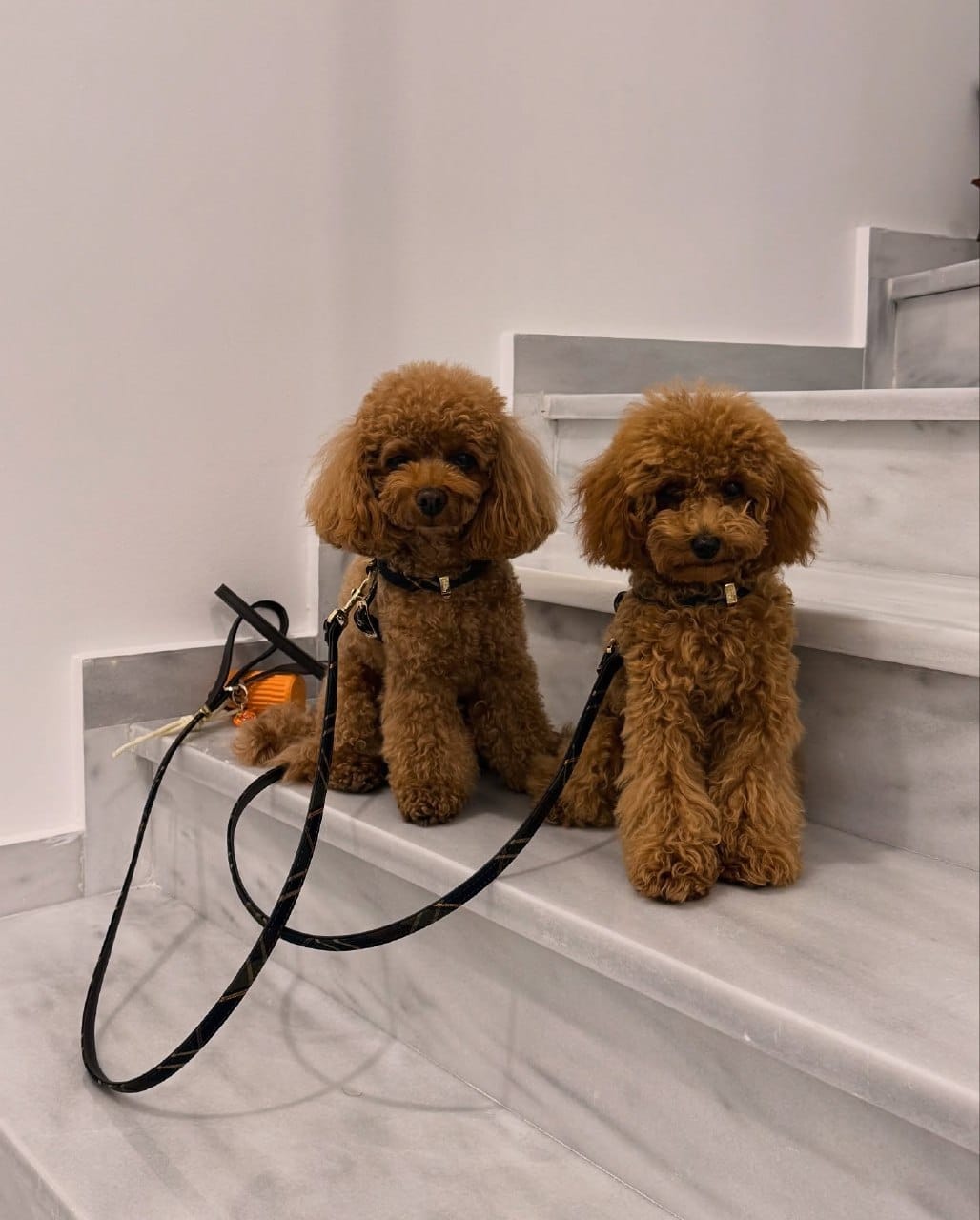 Toy Poodles at Strictly Pups in Atlanta Georgia