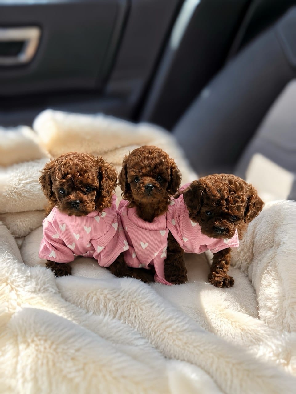 Toy Poodle puppies at Strictly Pups in Atlanta Georgia