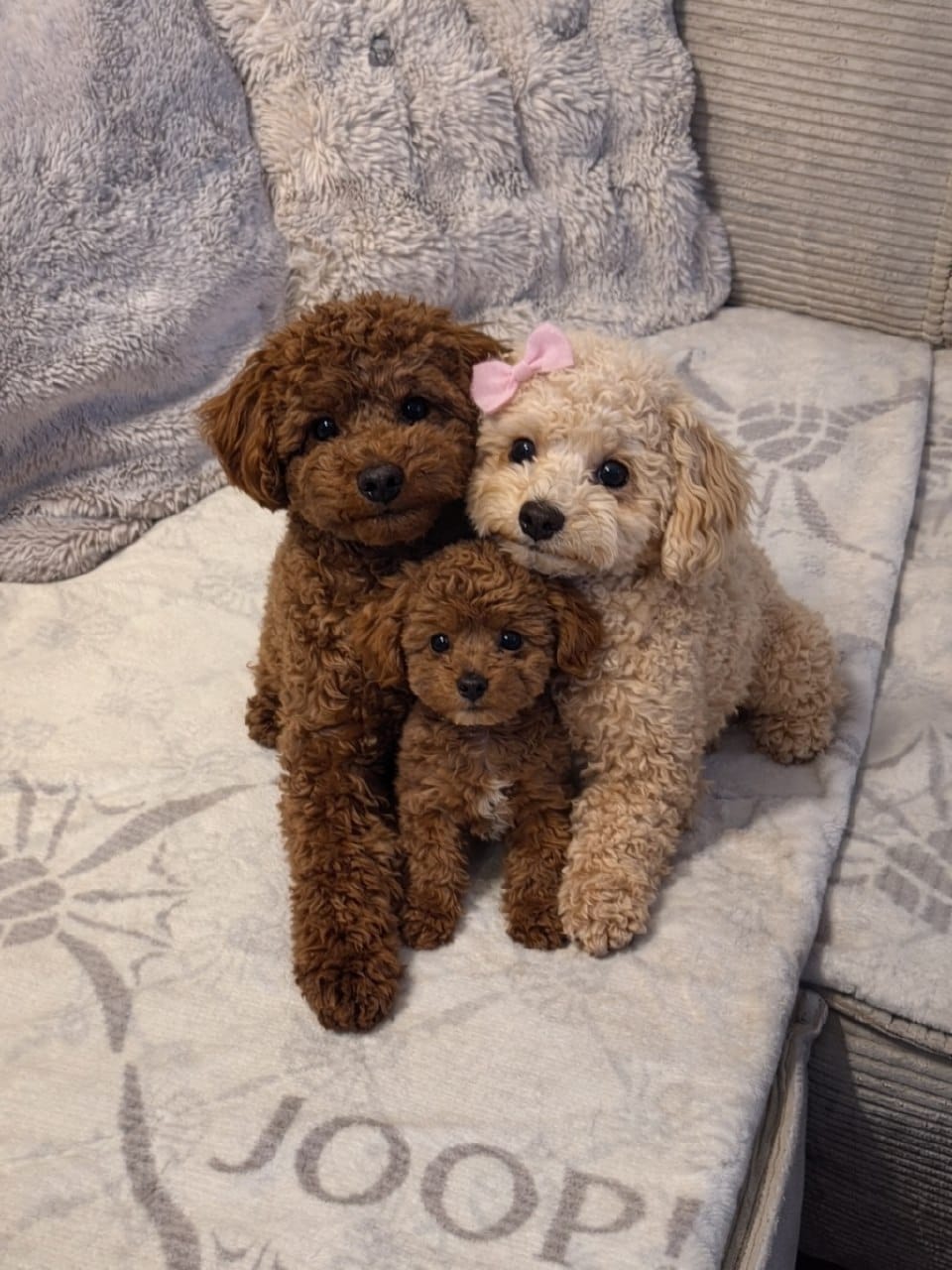 Three Toy Poodles from Strictly Pups