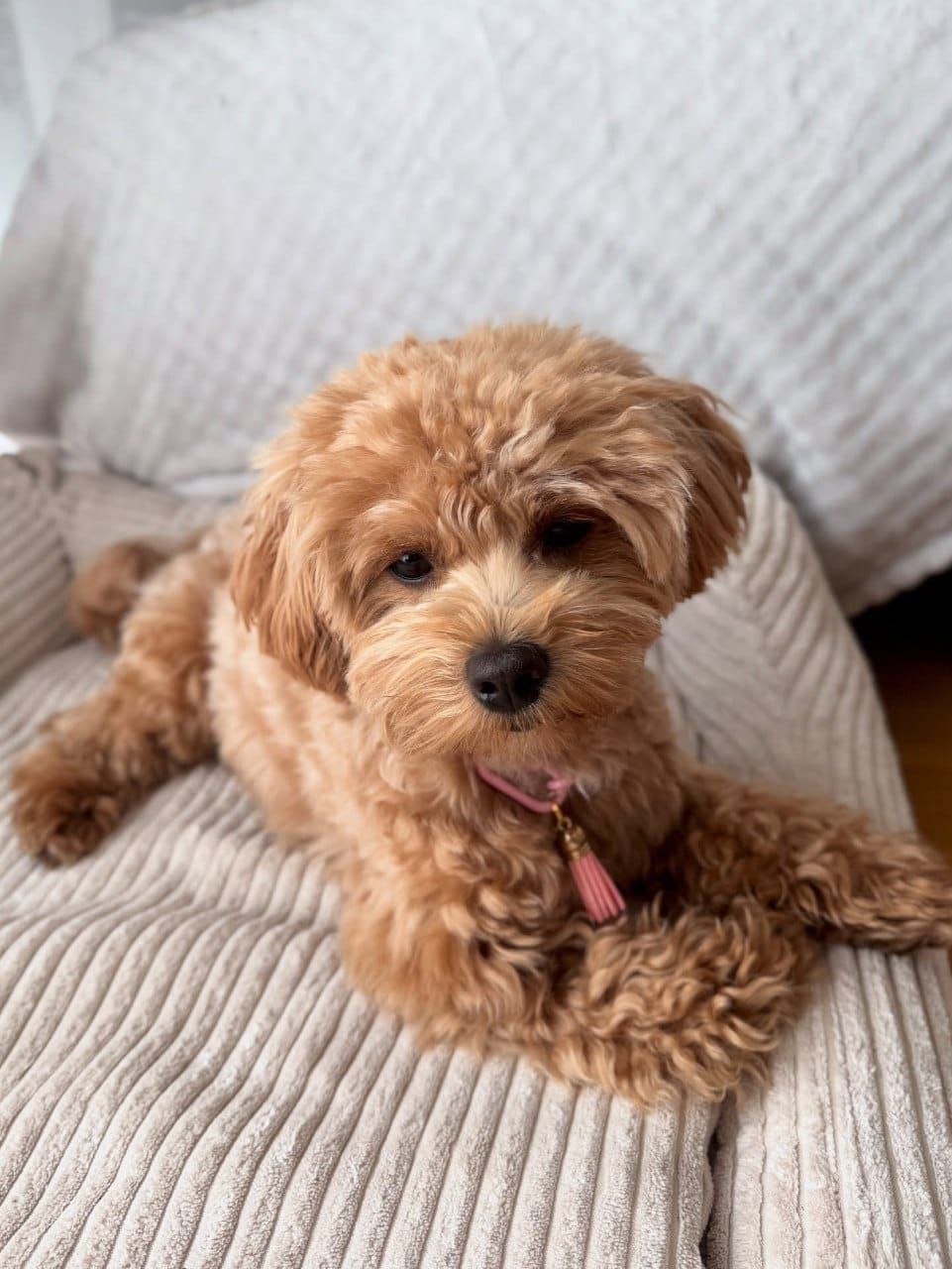 Toy Poodle resting on a sofa