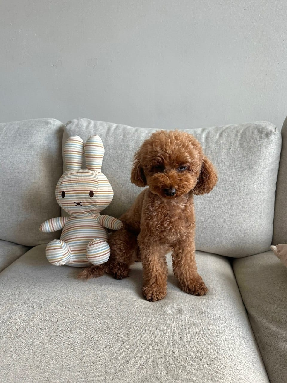 Toy Poodle relaxing at home