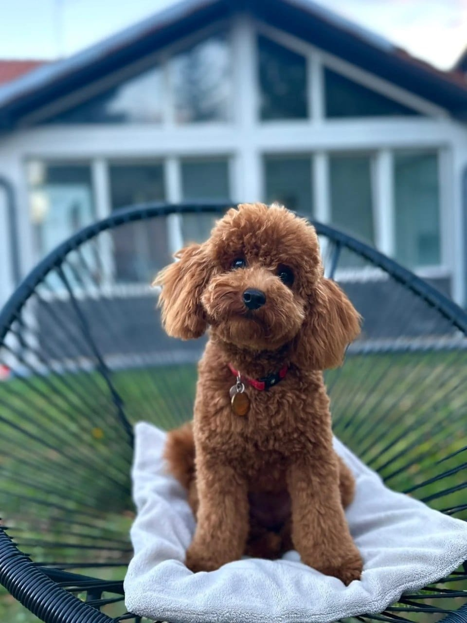 Toy Poodle outdoors