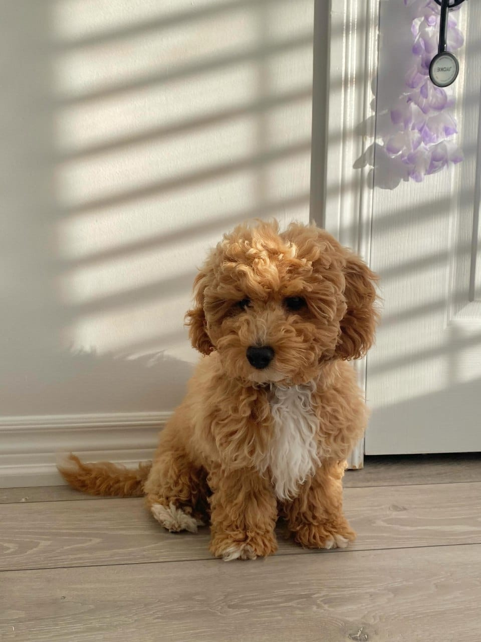 Toy Poodle puppy at home
