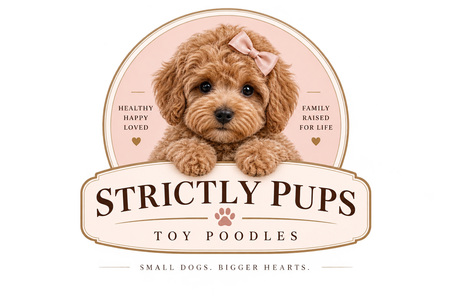 Strictly Pups Toy Poodles