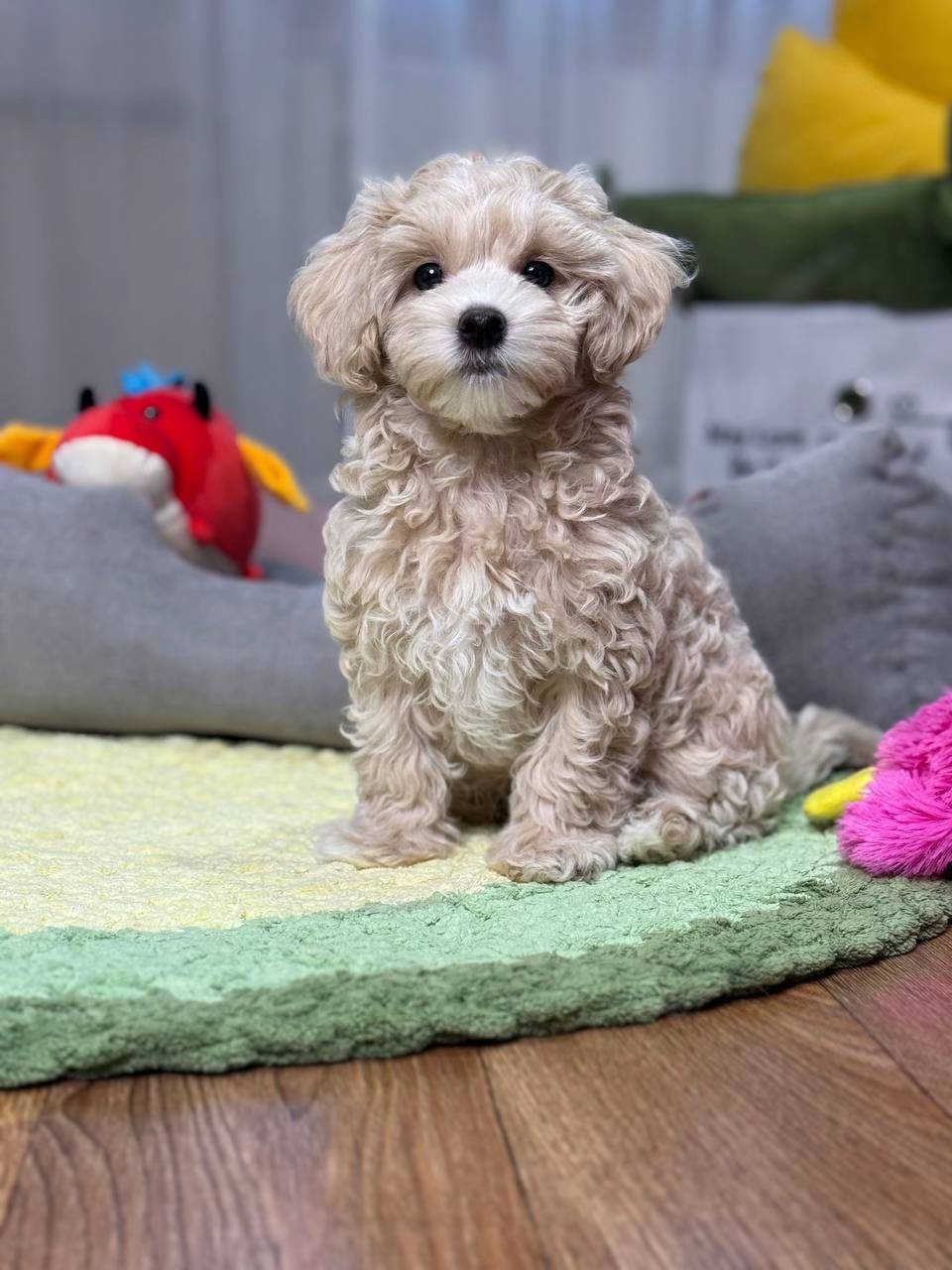 lucy