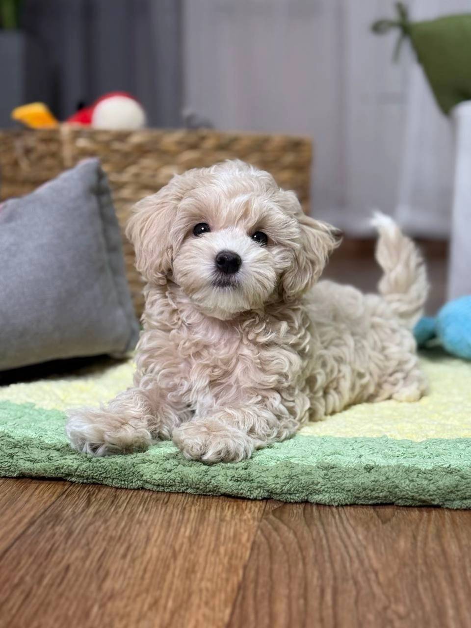 lucy