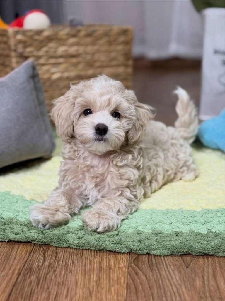 lucy