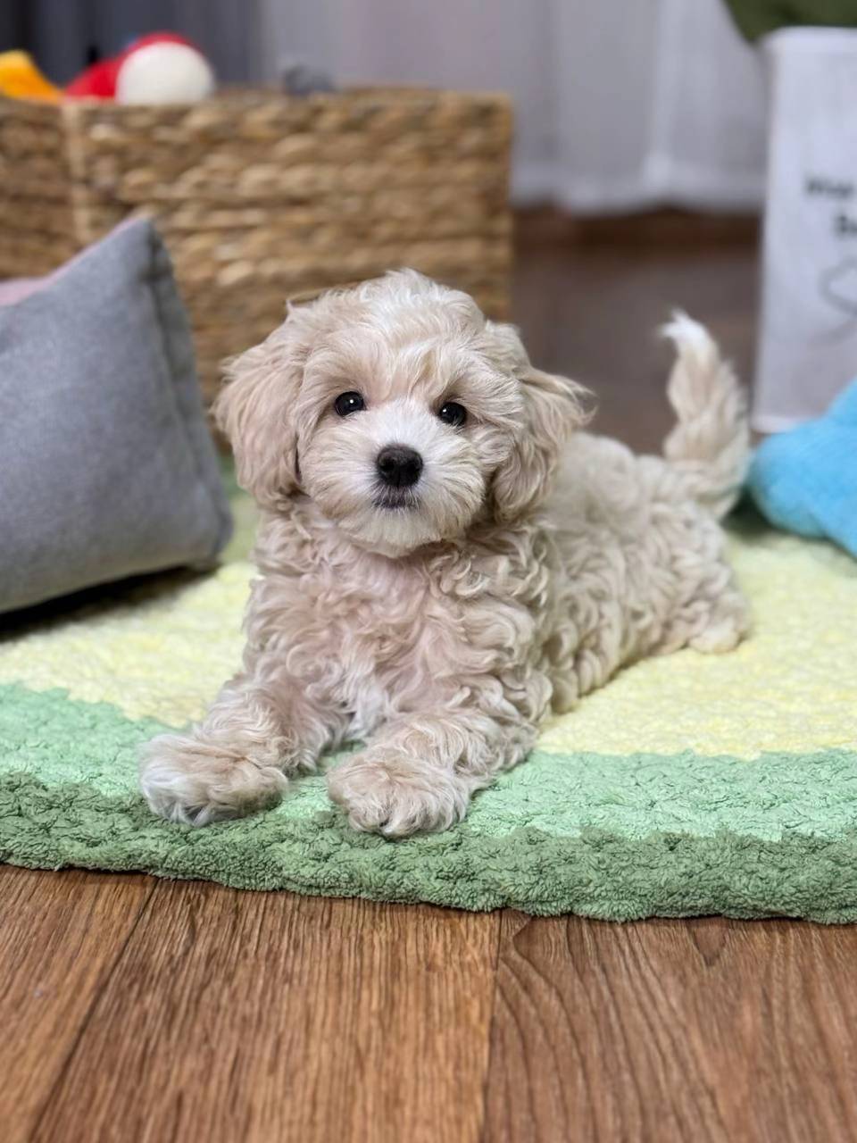 lucy