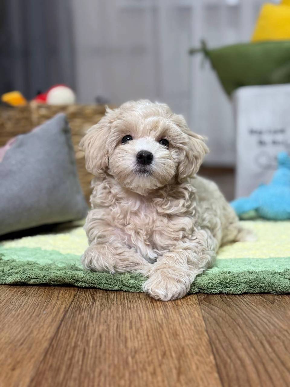 lucy