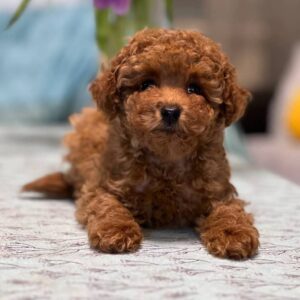 teddy