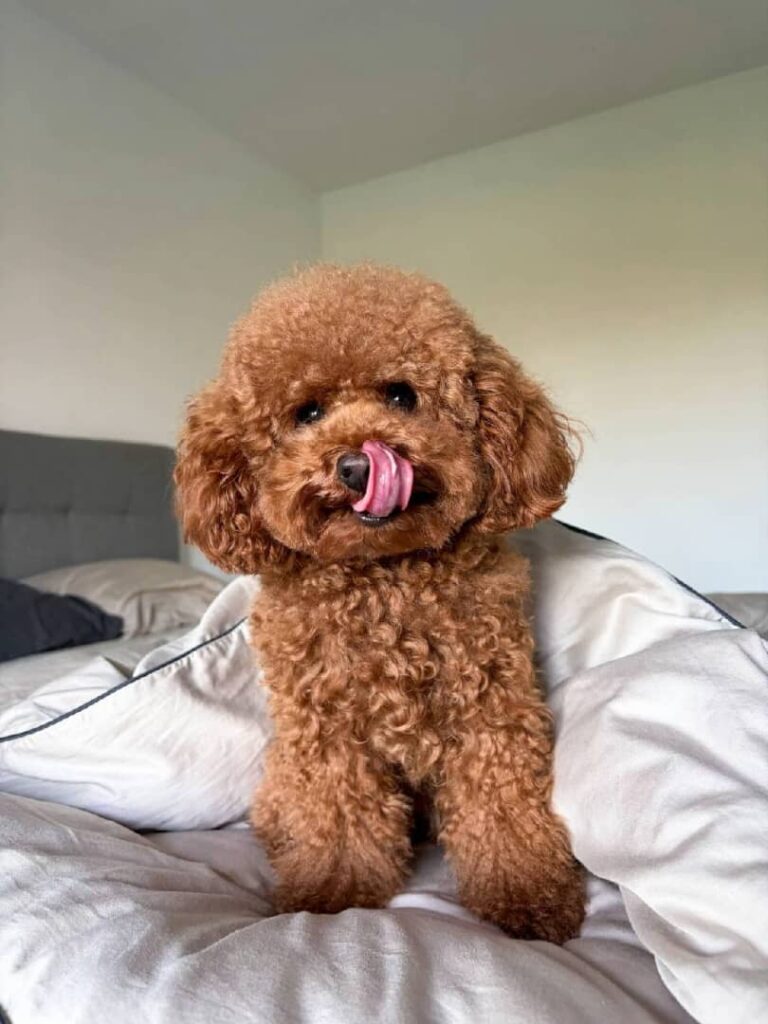 bella