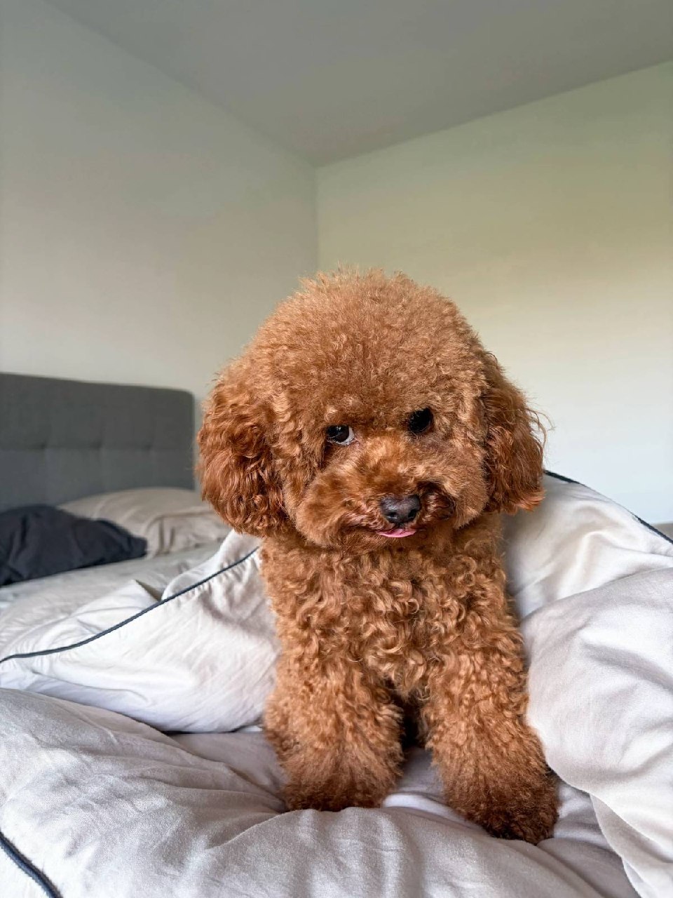 bella