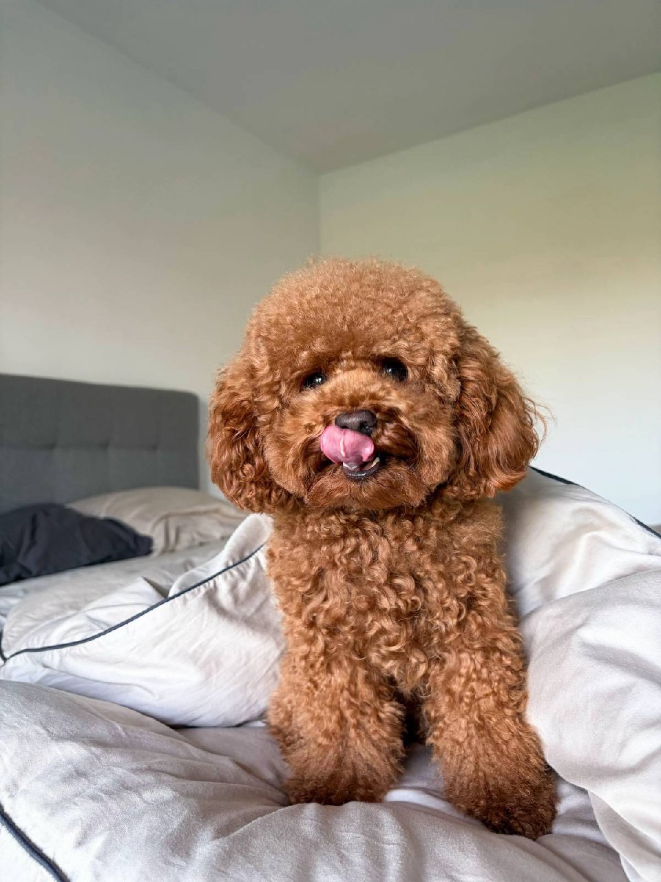 bella