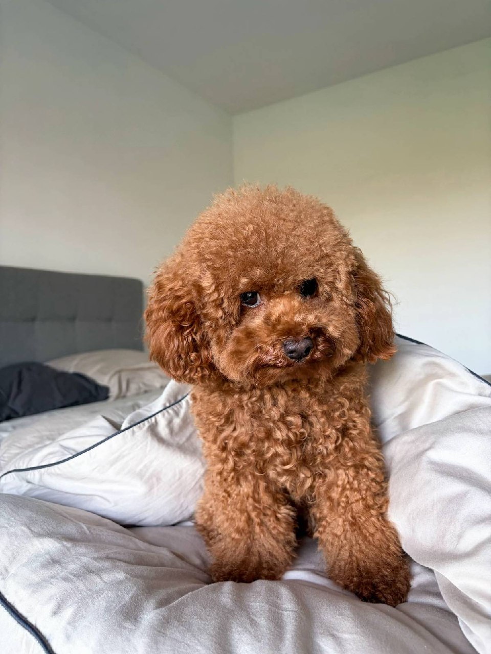 bella