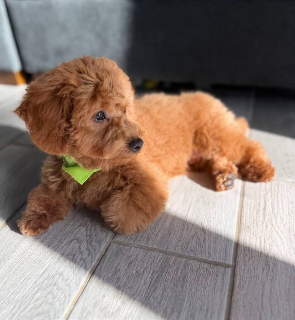 available toy poodle.