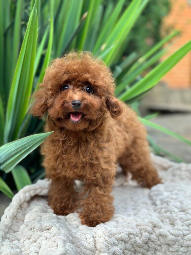 benny