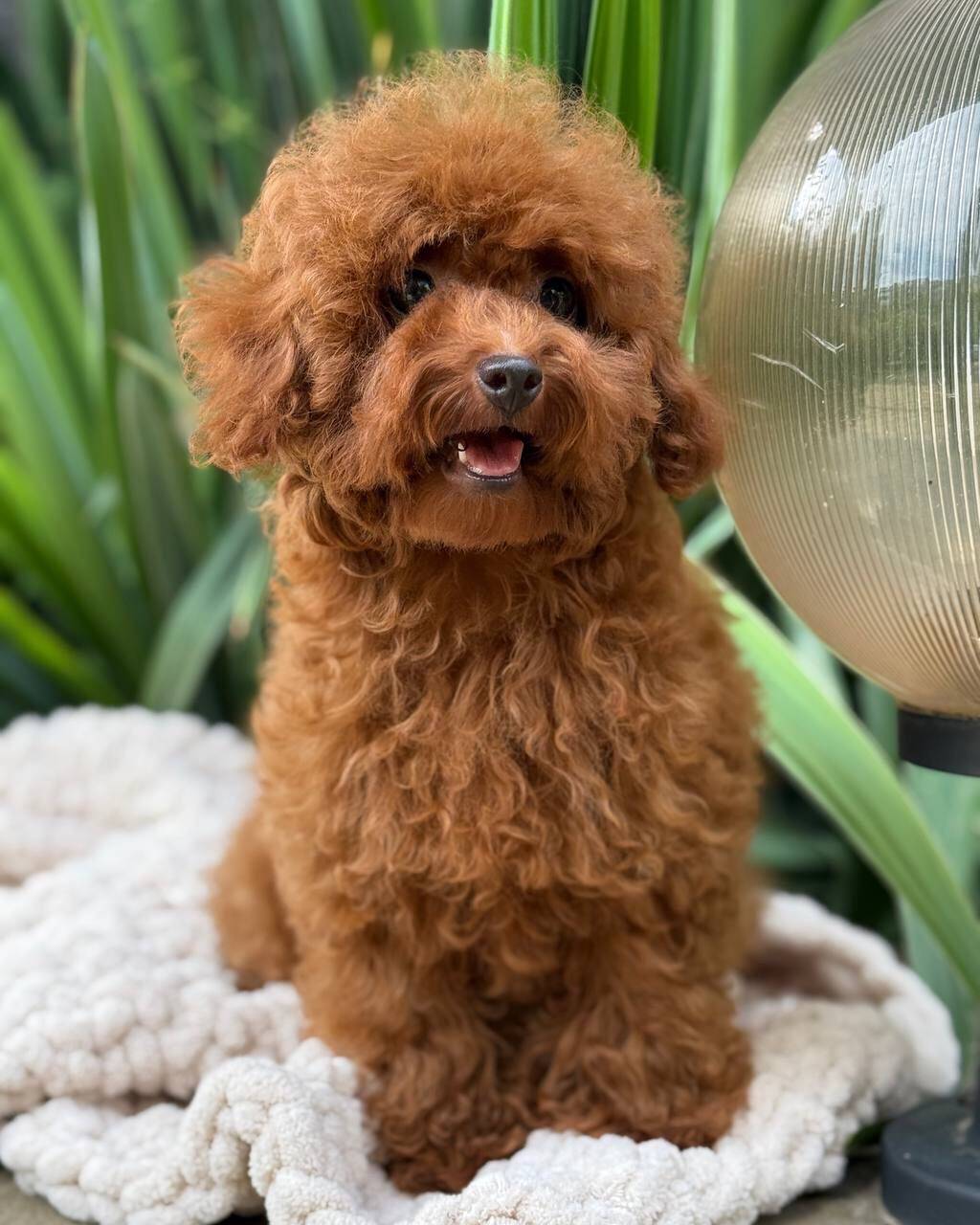 benny