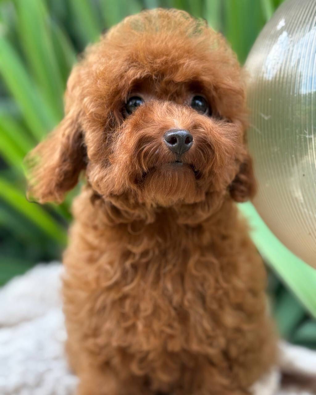 benny