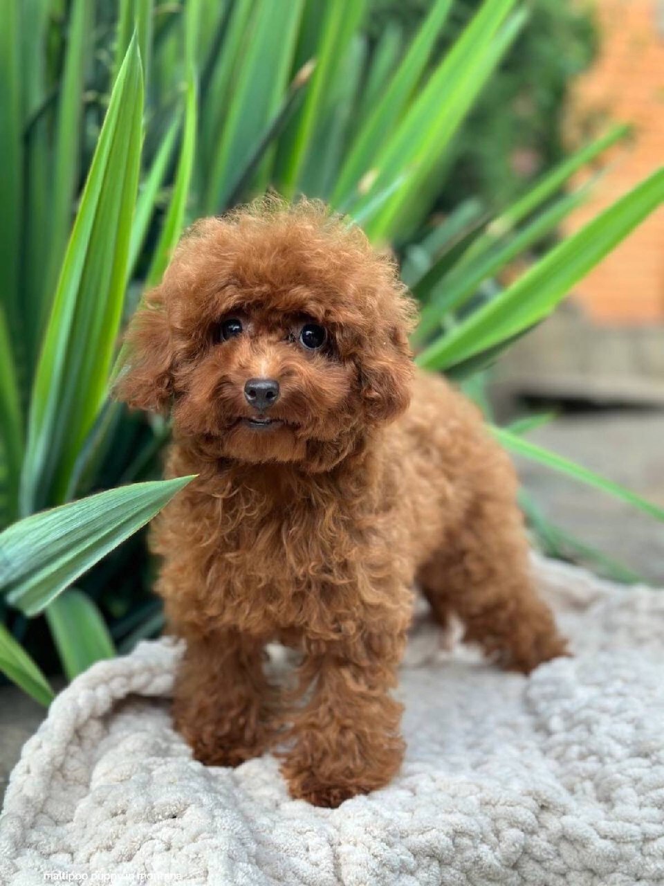 benny