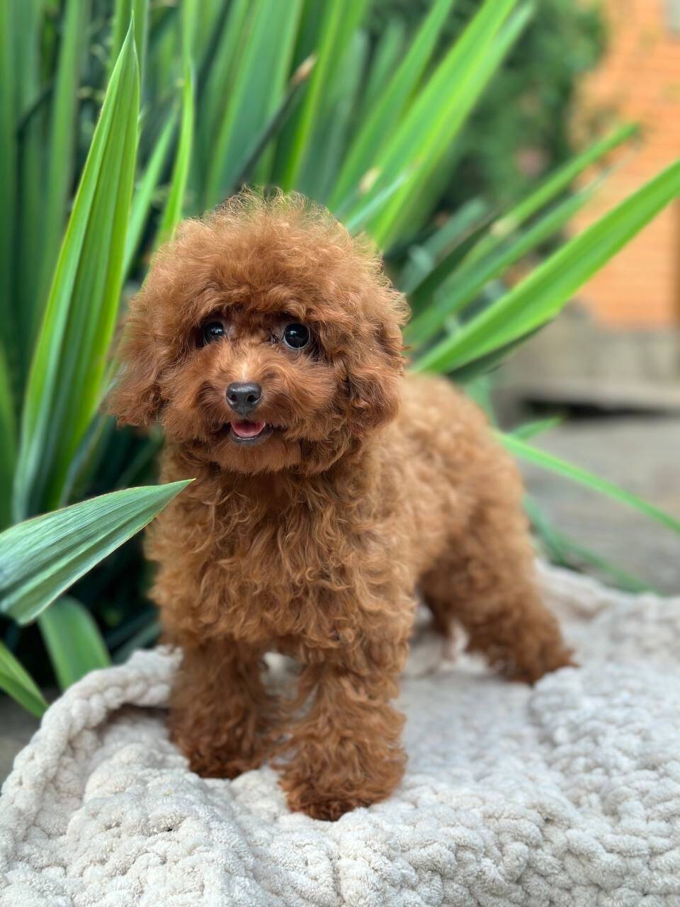 benny