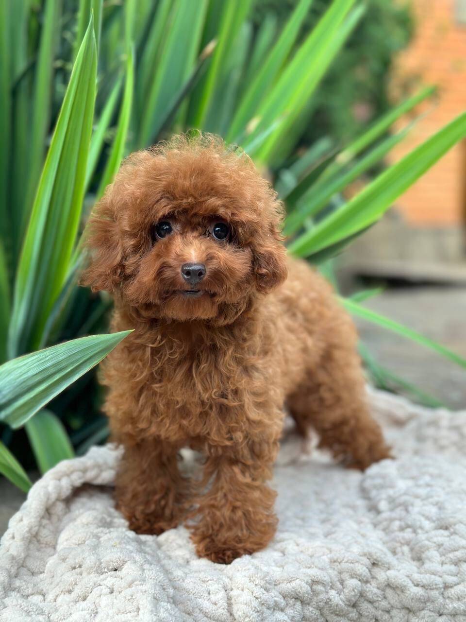 benny