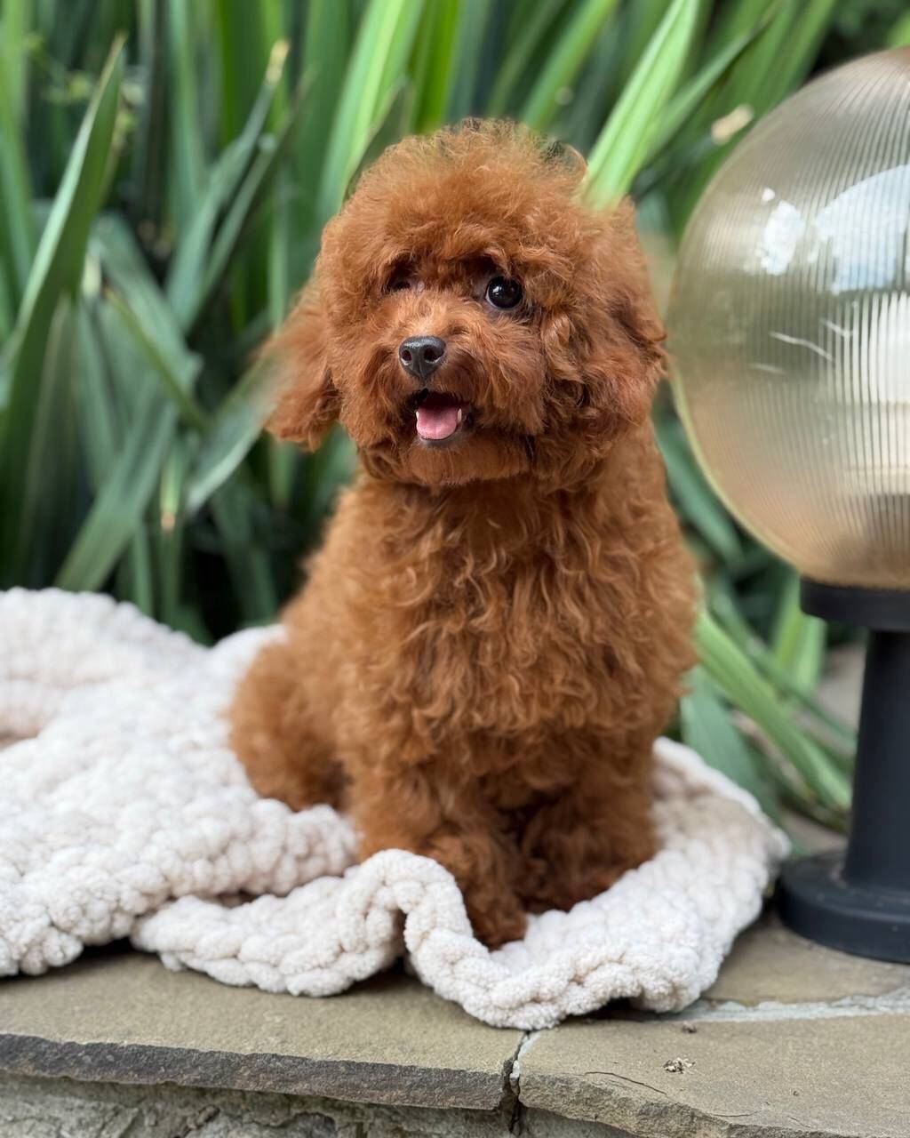 benny