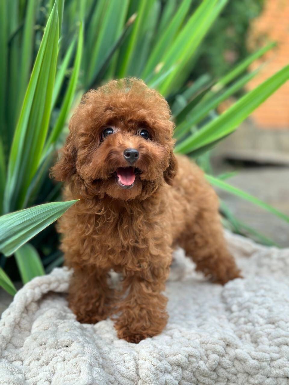 benny