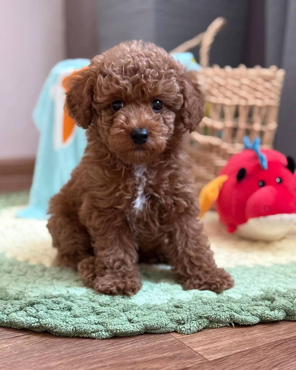Biscuit Toy Poodle puppy at Strictly Pups