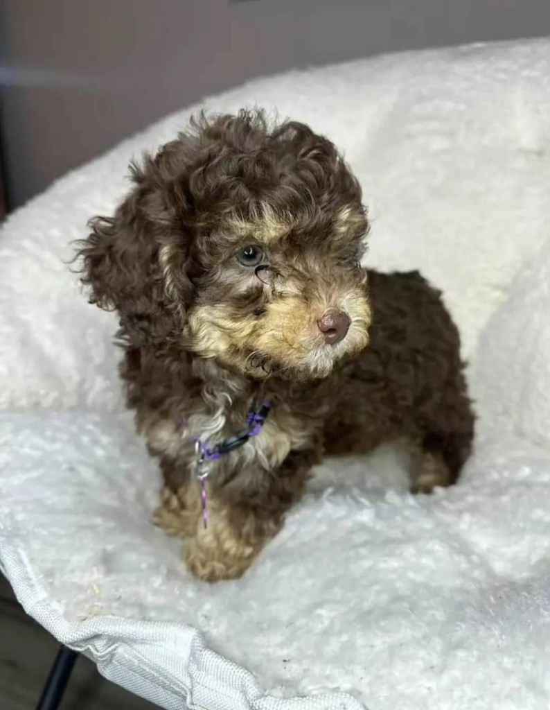 Cocoa Toy Poodle puppy at Strictly Pups