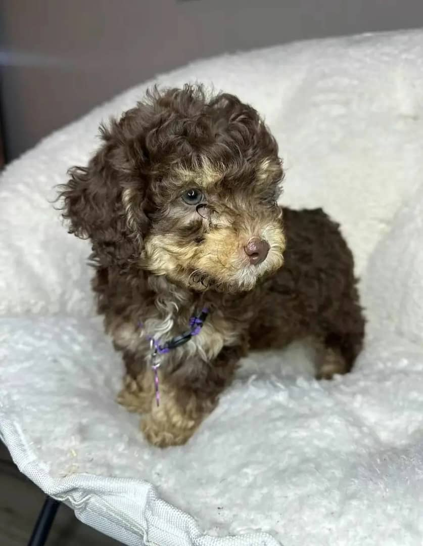Cocoa Toy Poodle puppy at Strictly Pups