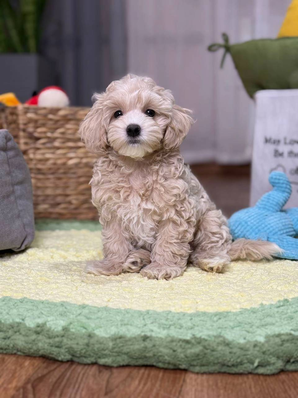 Daisy Toy Poodle puppy at Strictly Pups