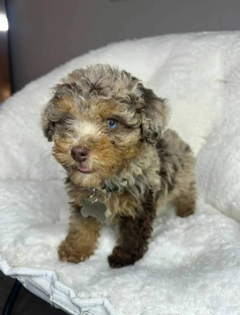 Milo Toy Poodle puppy at Strictly Pups