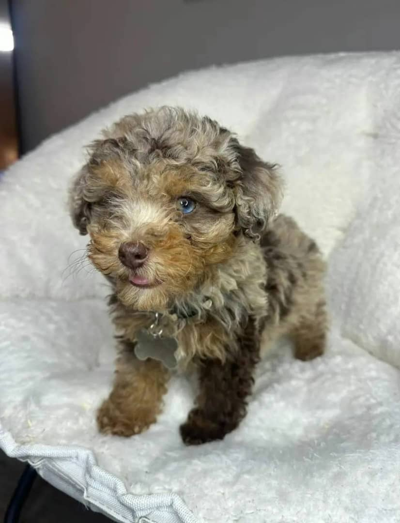 Milo Toy Poodle puppy at Strictly Pups